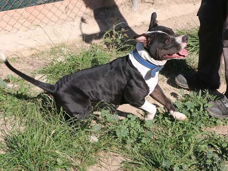 Daisy, male Staffordshire Bull Terrier for adoption at APAD Dénia, Dénia — photo 4 of 15