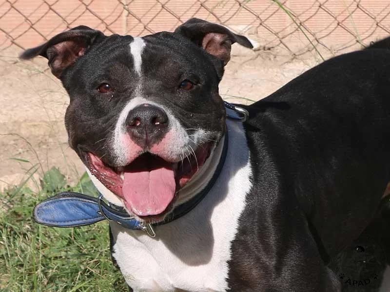 Daisy, male Staffordshire Bull Terrier for adoption at APAD Dénia, Dénia — photo 5 of 15
