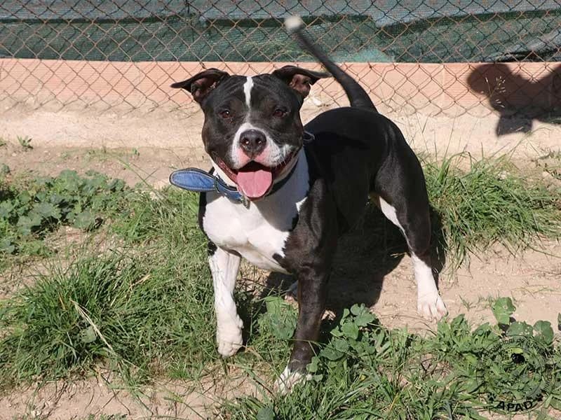 Daisy, male Staffordshire Bull Terrier for adoption at APAD Dénia, Dénia — photo 6 of 15