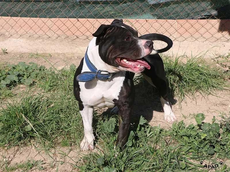 Daisy, male Staffordshire Bull Terrier for adoption at APAD Dénia, Dénia — photo 7 of 15