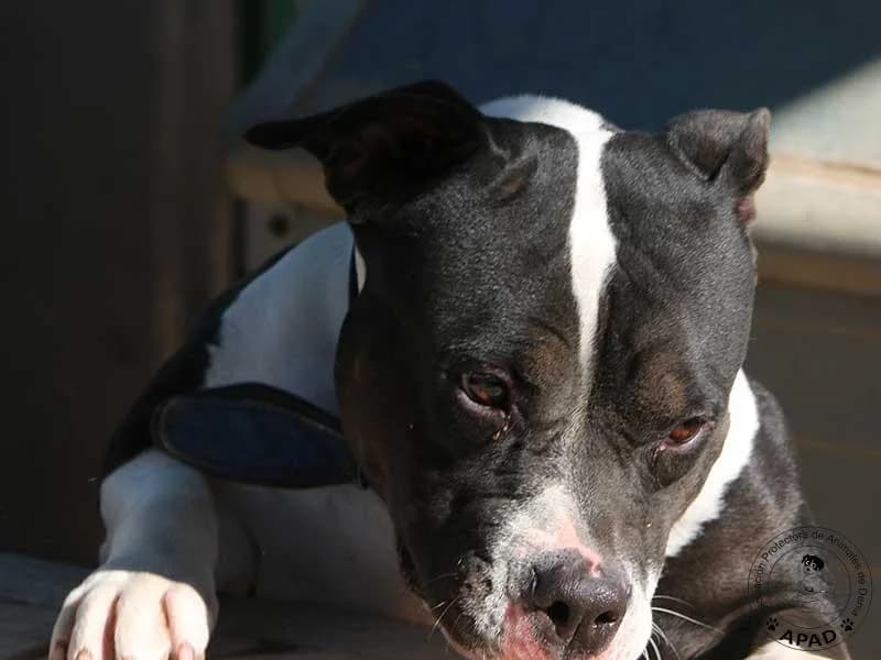 Daisy, male Staffordshire Bull Terrier for adoption at APAD Dénia, Dénia — photo 8 of 15