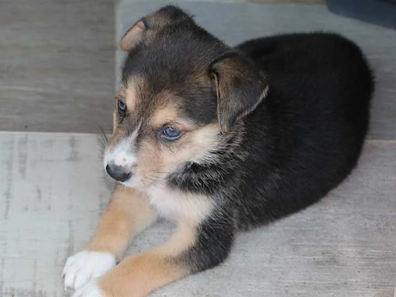 Daxa, male puppy Mixed Breed for adoption at APAD Dénia, Dénia