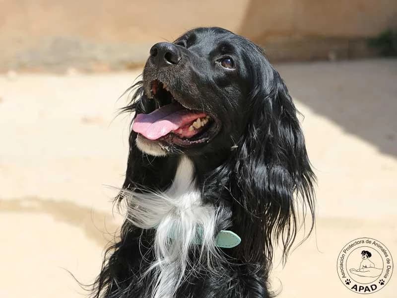 Dexter, male young Mixed Breed for adoption at APAD Dénia, Dénia