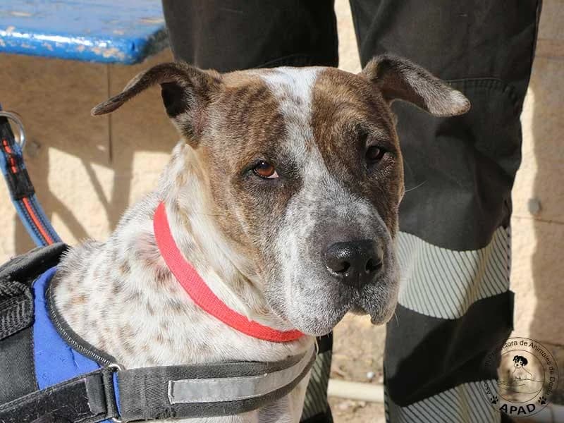 Dulce, male senior Mixed Breed for adoption at APAD Dénia, Dénia