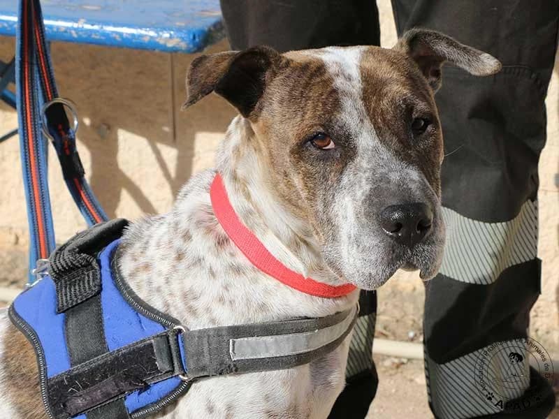 Dulce, male Mixed Breed for adoption at APAD Dénia, Dénia — photo 2 of 16