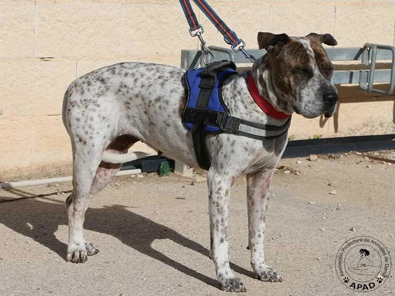 Dulce, male Mixed Breed for adoption at APAD Dénia, Dénia — photo 3 of 16