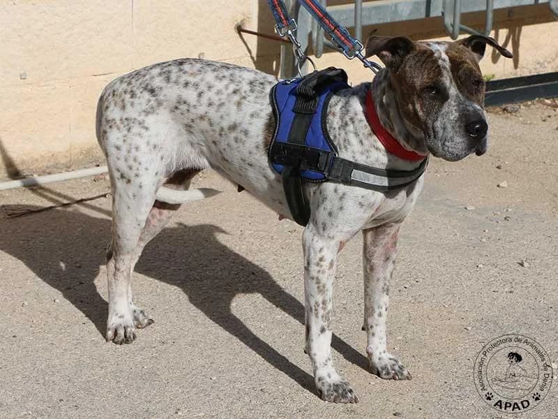 Dulce, male Mixed Breed for adoption at APAD Dénia, Dénia — photo 4 of 16