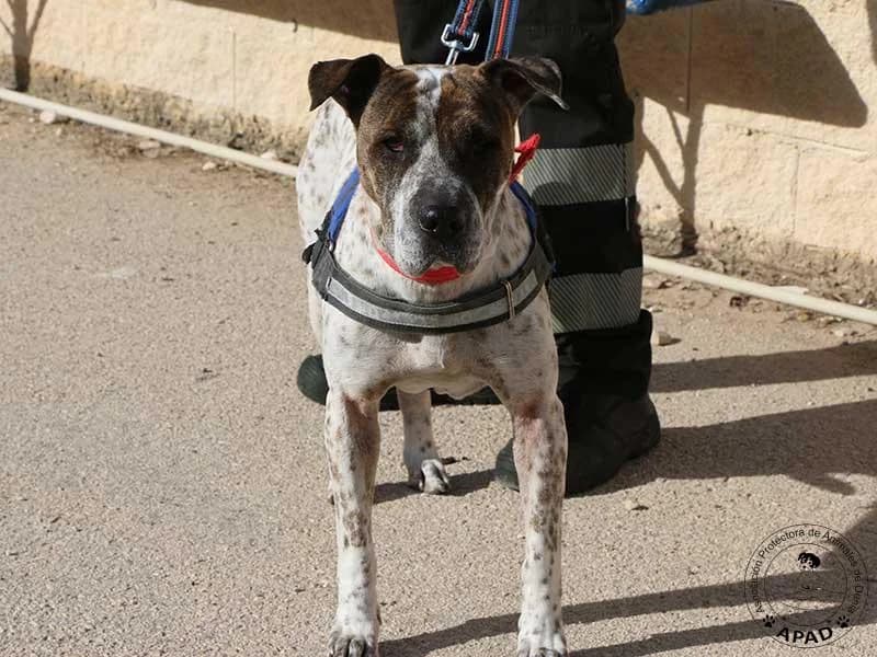 Dulce, male Mixed Breed for adoption at APAD Dénia, Dénia — photo 5 of 16