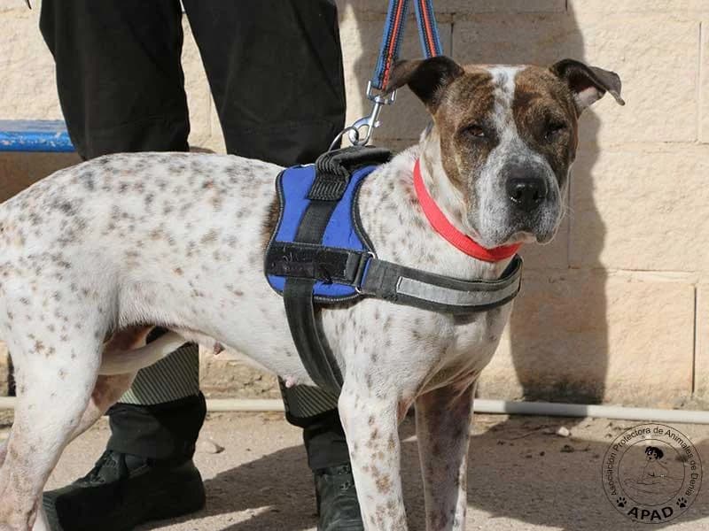 Dulce, male Mixed Breed for adoption at APAD Dénia, Dénia — photo 6 of 16