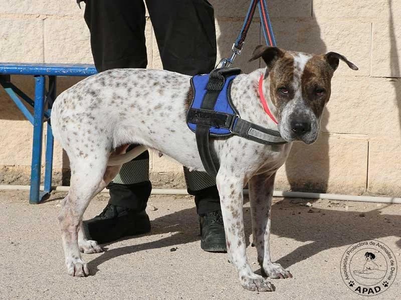Dulce, male Mixed Breed for adoption at APAD Dénia, Dénia — photo 7 of 16