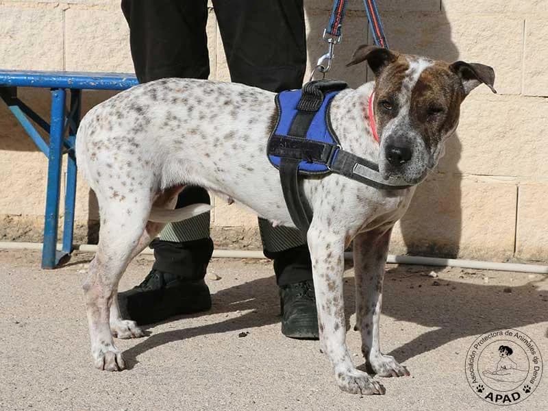 Dulce, male Mixed Breed for adoption at APAD Dénia, Dénia — photo 8 of 16