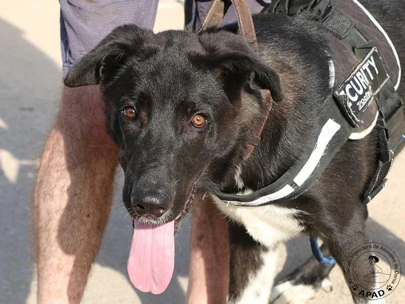 Eloi, male puppy Mixed Breed for adoption at APAD Dénia, Dénia