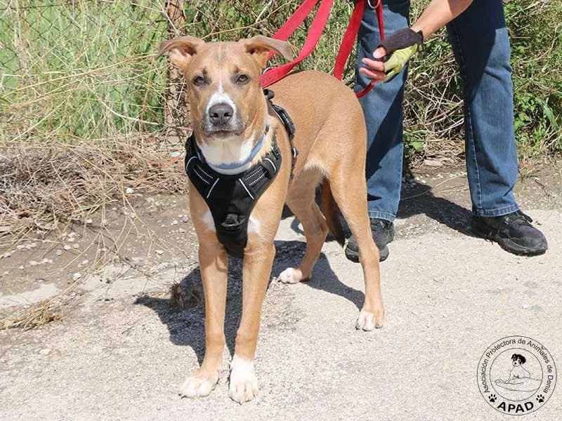 Equi, male puppy Mixed Breed for adoption at APAD Dénia, Dénia