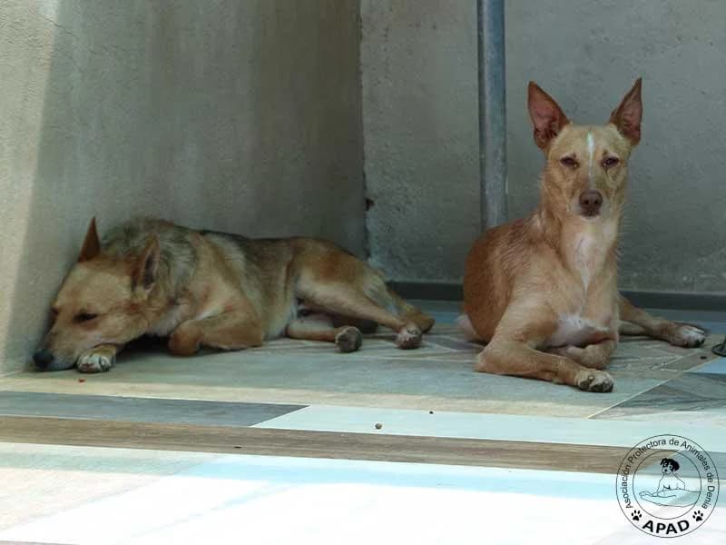 Foxy, male young Podenco for adoption at APAD Dénia, Dénia