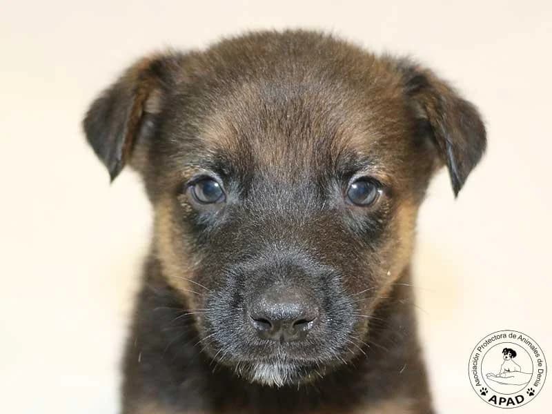 Fuji, Mixed Breed (APAD Dénia)