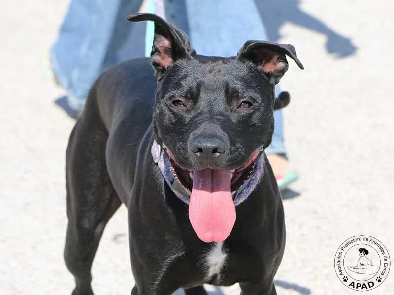 Guapo, male puppy Mixed Breed for adoption at APAD Dénia, Dénia