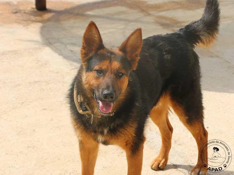 Hachi, male young German Shepherd for adoption at APAD Dénia, Dénia