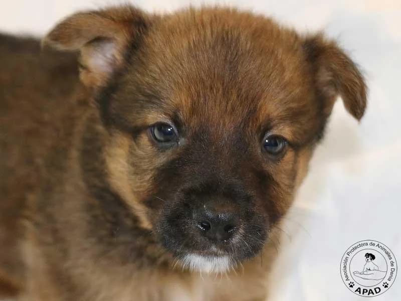 Haru, Mixed Breed (APAD Dénia)