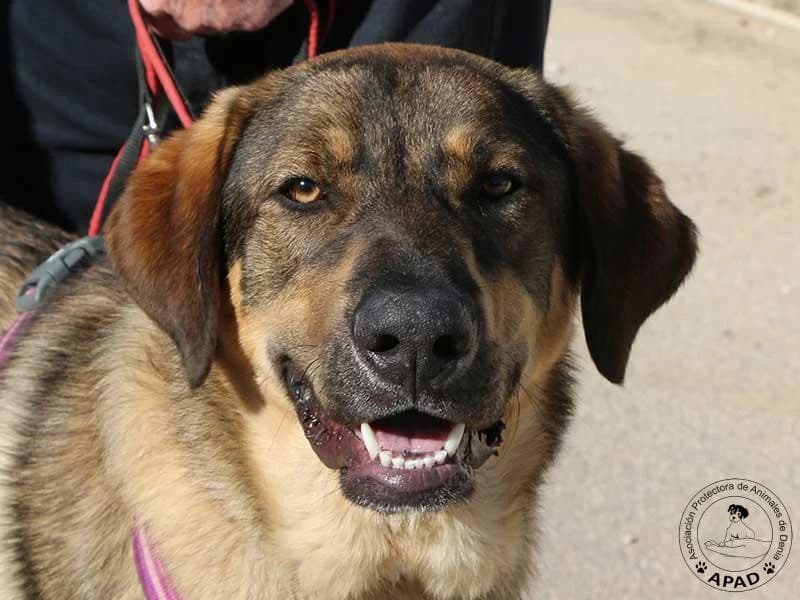 Jack, male puppy Mastiff for adoption at APAD Dénia, Dénia