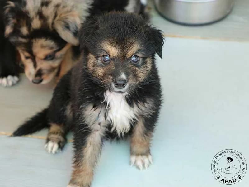 Kali, male puppy Mixed Breed for adoption at APAD Dénia, Dénia