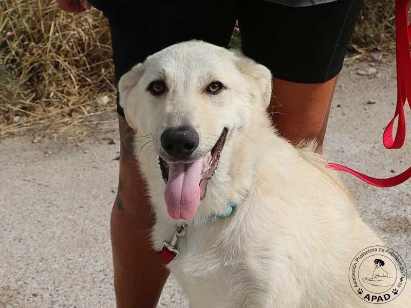Kentucky, male puppy mixed breed for adoption at APAD Dénia, Dénia