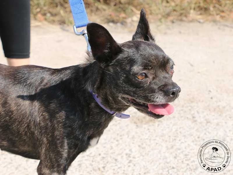 Kiara, male 5yo Mixed Breed for adoption at APAD Dénia, Dénia