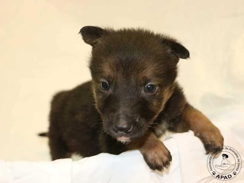 Kimo, Mixed Breed (APAD Dénia)