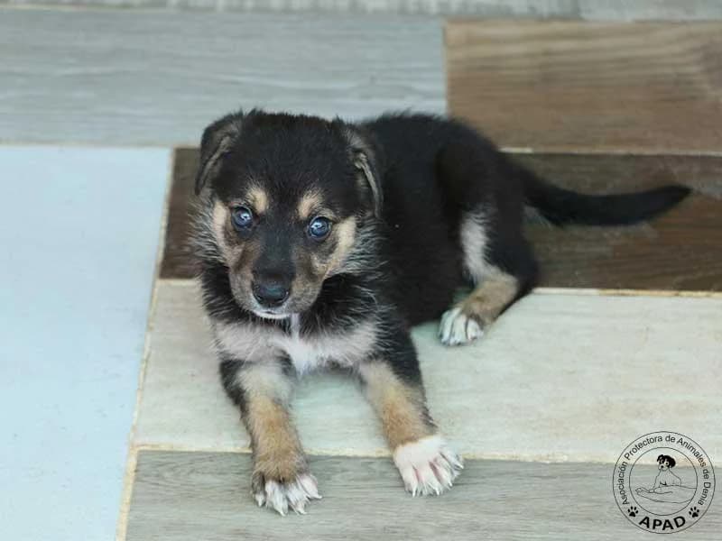 Lima, male puppy Mixed Breed for adoption at APAD Dénia, Dénia