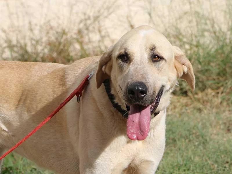Lluna, male Spanish Mastiff for adoption at APAD Dénia, Dénia
