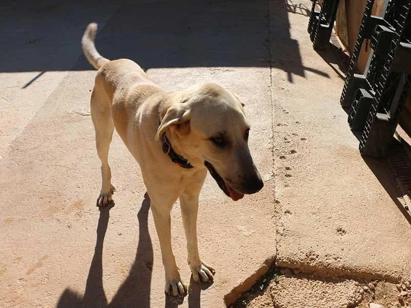 Lluna, male Spanish Mastiff for adoption at APAD Dénia, Dénia — photo 2 of 25