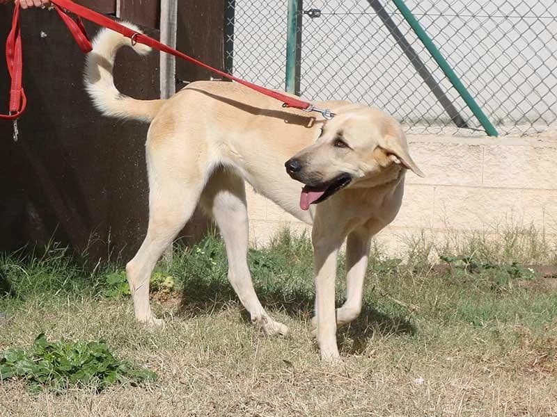 Lluna, male Spanish Mastiff for adoption at APAD Dénia, Dénia — photo 3 of 25