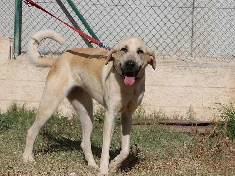 Lluna, male Spanish Mastiff for adoption at APAD Dénia, Dénia — photo 4 of 25