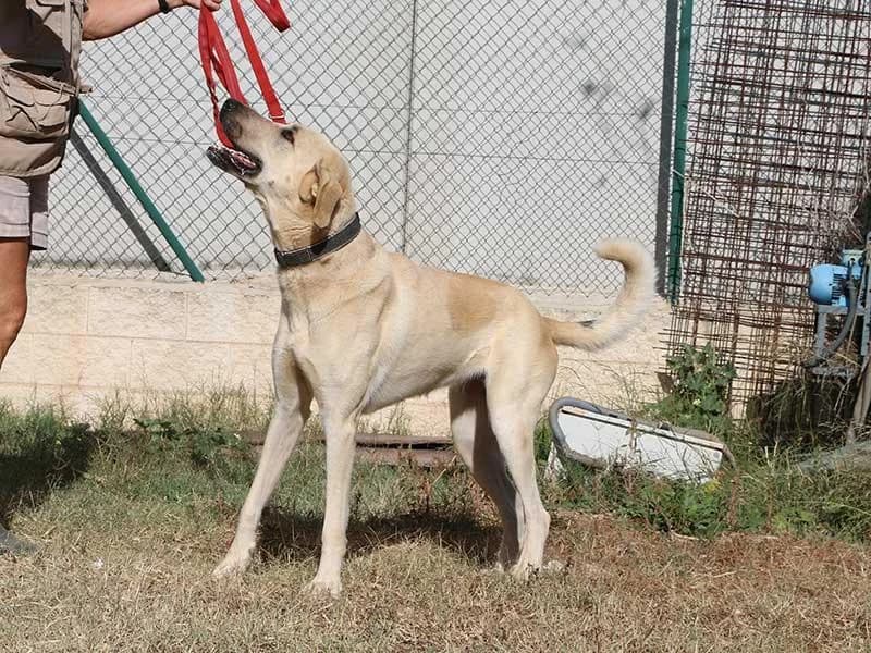 Lluna, male Spanish Mastiff for adoption at APAD Dénia, Dénia — photo 5 of 25