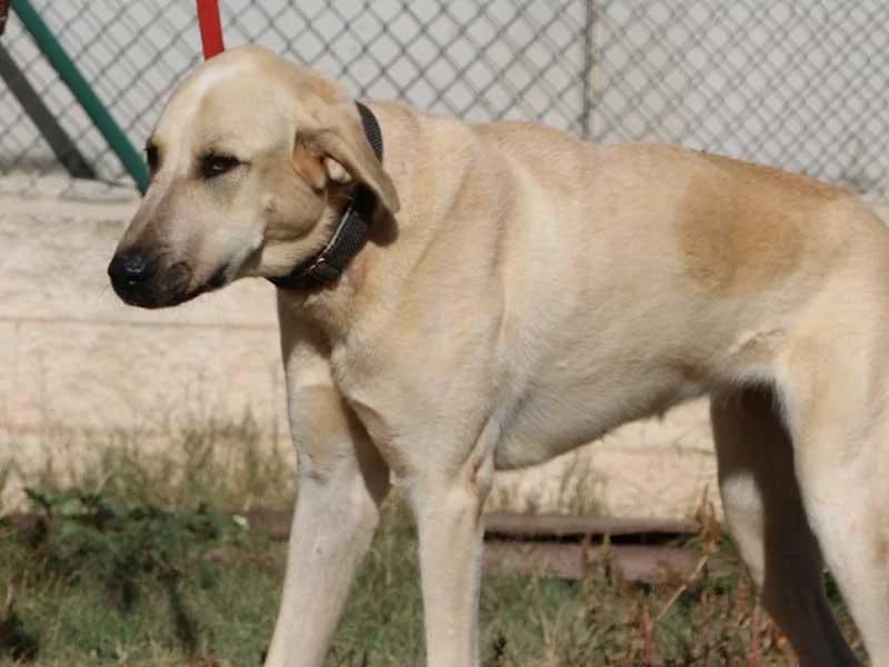 Lluna, male Spanish Mastiff for adoption at APAD Dénia, Dénia — photo 6 of 25