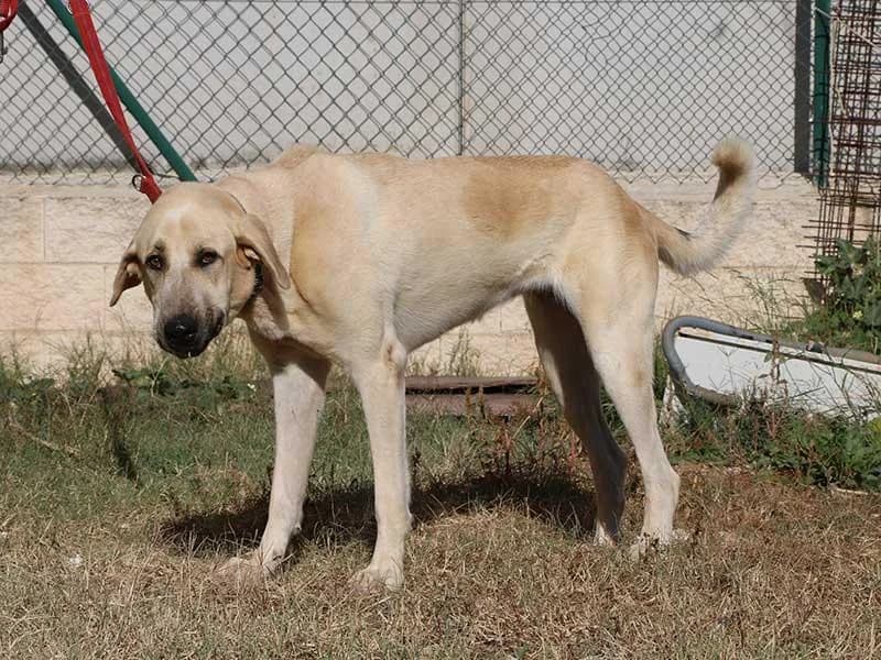 Lluna, male Spanish Mastiff for adoption at APAD Dénia, Dénia — photo 7 of 25