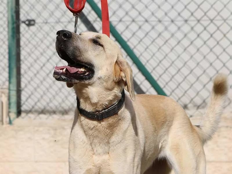 Lluna, male Spanish Mastiff for adoption at APAD Dénia, Dénia — photo 8 of 25