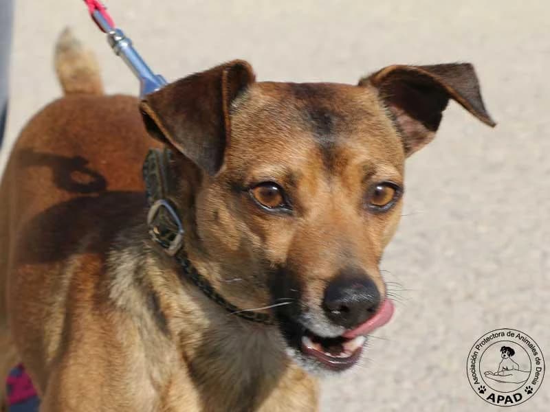 Luc, male 5yo Mixed Breed for adoption at APAD Dénia, Dénia