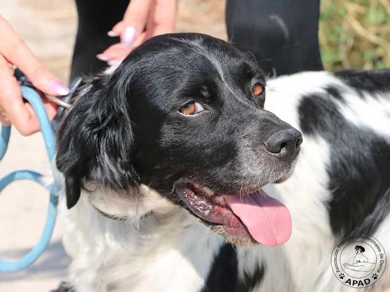 Lucas, male 5yo Mixed Breed for adoption at APAD Dénia, Dénia
