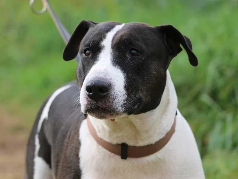 Luna, male senior Bull Terrier for adoption at APAD Dénia, Dénia