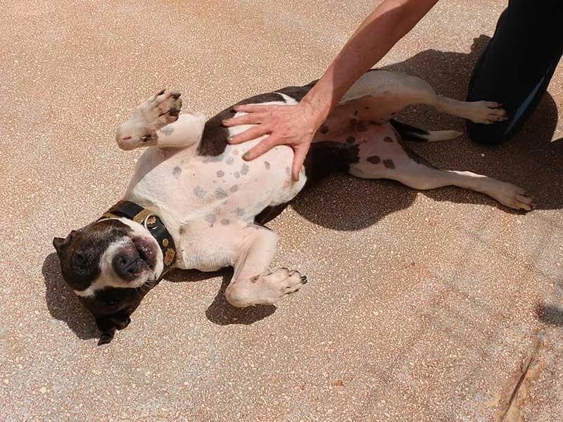 Luna, male Bull Terrier for adoption at APAD Dénia, Dénia — photo 2 of 29