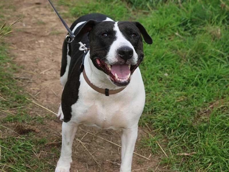 Luna, male Bull Terrier for adoption at APAD Dénia, Dénia — photo 3 of 29