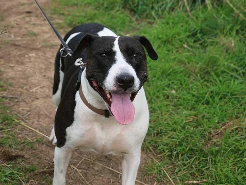 Luna, male Bull Terrier for adoption at APAD Dénia, Dénia — photo 4 of 29