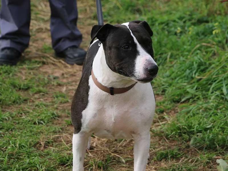 Luna, male Bull Terrier for adoption at APAD Dénia, Dénia — photo 5 of 29