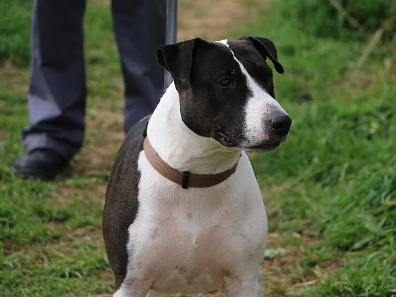 Luna, male Bull Terrier for adoption at APAD Dénia, Dénia — photo 6 of 29