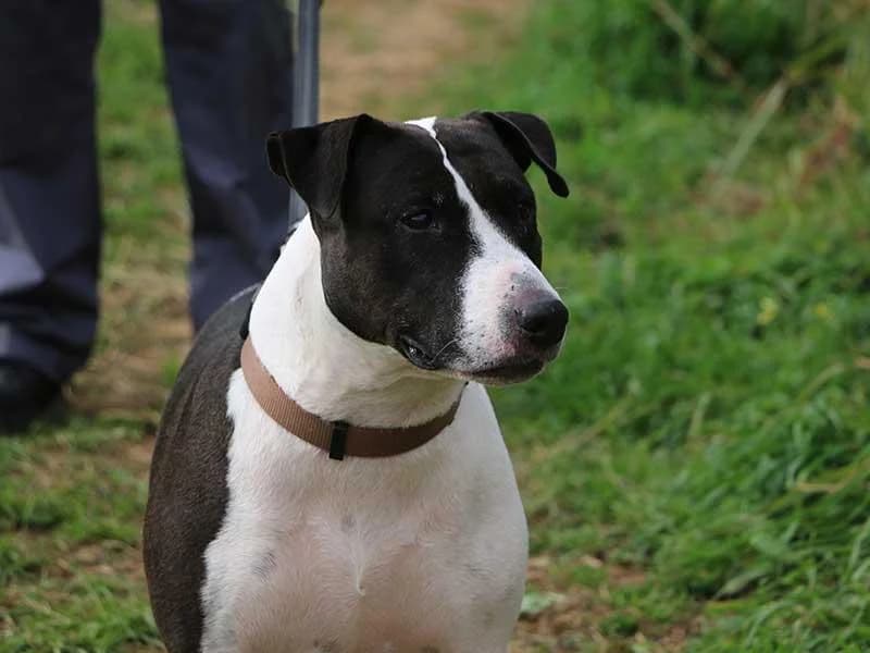 Luna, male Bull Terrier for adoption at APAD Dénia, Dénia — photo 7 of 29