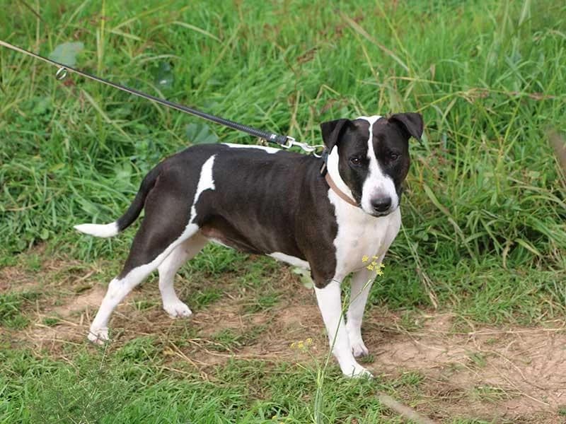 Luna, male Bull Terrier for adoption at APAD Dénia, Dénia — photo 8 of 29
