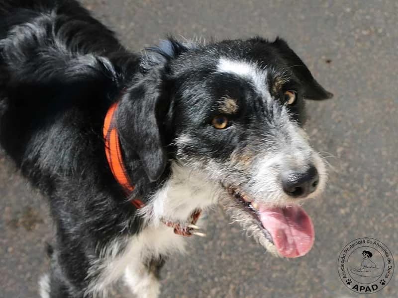 Lupita, male young Mixed Breed for adoption at APAD Dénia, Dénia