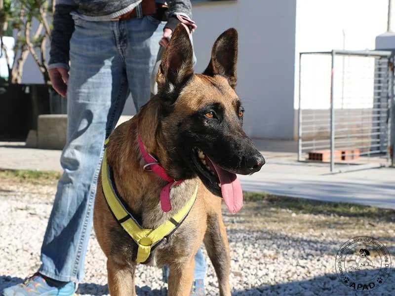Mia, male 4yo Belgian Malinois for adoption at APAD Dénia, Dénia