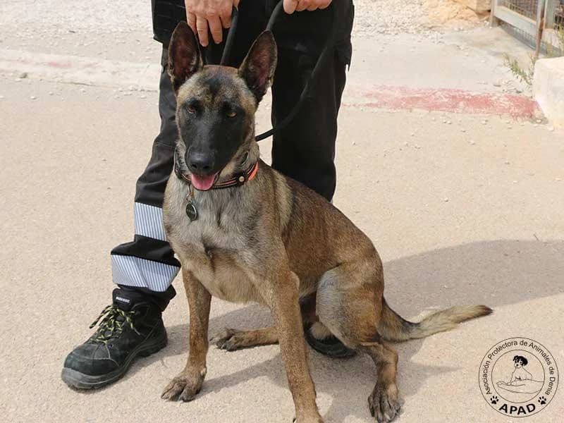 Momo, male Belgian Malinois for adoption at APAD Dénia, Dénia