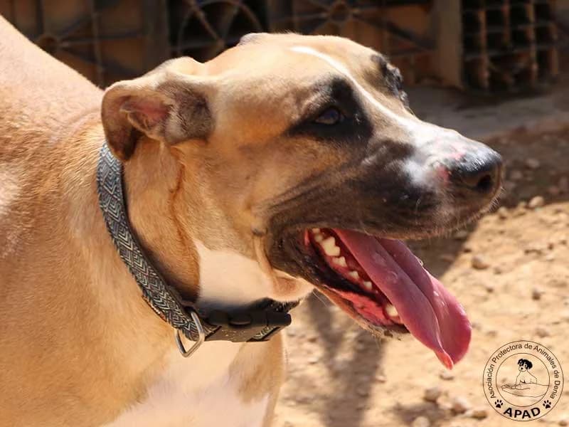 Neron, male Mixed Breed for adoption at APAD Dénia, Dénia